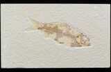 Bargain Knightia Fossil Fish - Wyoming #42430-1